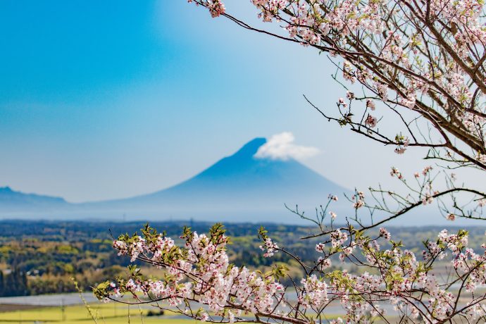 春だけみられる！？開聞岳と桜と鮮やかな新茶の茶畑のコラボが見事な中原公園