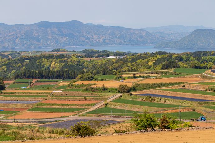 長島の茶畑公園にて