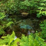熊野神社と内小野寺跡：島津義弘公ゆかりの神社と参道横に流れる清らかな名水【湧水町】