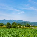 三日月池：椋鳩十の大造じいさんとガンの舞台はノハナショウブの自生地帯【湧水町】
