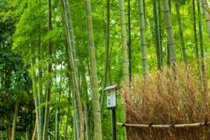 美山の竹林ロードをのんびり歩いてみた【日置市東市来町】