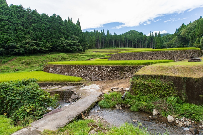 幸田の棚田 城を造った石工が手掛けた 武者返しのソリを持った石積のある棚田