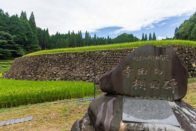 幸田の棚田 城を造った石工が手掛けた 武者返しのソリを持った石積のある棚田