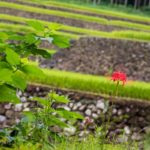 幸田の棚田：城を造った石工が手掛けた？武者返しのソリを持った石積のある棚田