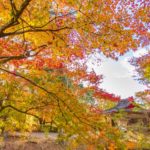 曽木の滝の紅葉2020年は今が旬！11月末じゃ遅い！かも…【伊佐市大口】