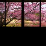 吉野公園の河津桜が綺麗とのことだったので行ってみた