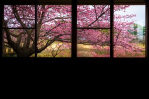 吉野公園の河津桜が綺麗とのことだったので行ってみた