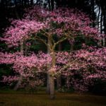 イズノオドリコって超めずしい桜がフラワーパークかごしまにあるという話