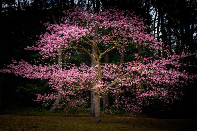 イズノオドリコって超めずしい桜がフラワーパークかごしまにあるという話
