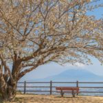 春の指宿スカイラインは須々原展望台にある桜の景色が素晴らしかった