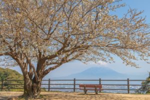 春の指宿スカイラインは須々原展望台にある桜の景色が素晴らしかった