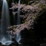 桐原の滝の桜と大川原峡の流れに癒されて