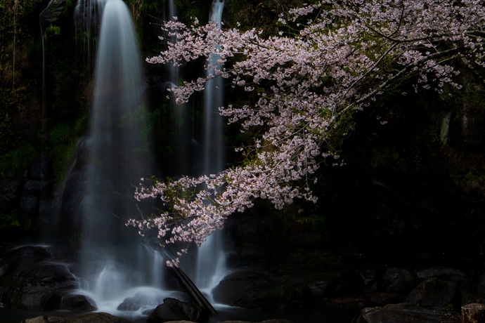 桐原の滝の桜と大川原峡の流れに癒されて