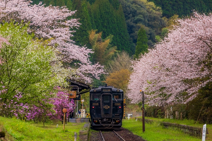 春の嘉例川駅 桜に包まれた”はやとの風”