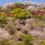 丸岡公園の桜とツツジのお山が素敵だった