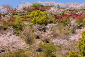 丸岡公園の桜とツツジのお山が素敵だった