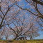 蒲生城跡の桜と蒲生のまちの眺望にいやされて