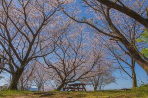 蒲生城跡の桜と蒲生のまちの眺望にいやされて