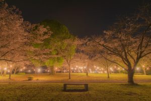 岩屋公園の夜桜や桜のトンネルを訪ねて