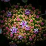 洗川あじさい園：日置市東市来町で人気の紫陽花スポットへ