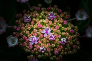 洗川あじさい園：日置市東市来町で人気の紫陽花スポットへ