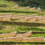 内之尾の棚田：薩摩川内市入来町に残る日本の棚田百選