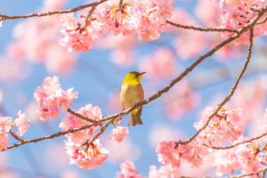 春への変化が感じられる桜見物と野鳥散策に行ってきた