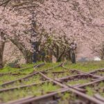 永野鉄道記念館（薩摩永野駅跡）：宮之城線の駅跡に植えられた桜とともに