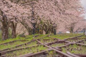 永野鉄道記念館（薩摩永野駅跡）：宮之城線の駅跡に植えられた桜とともに