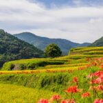 おごっ段の華の棚田 秋の風景を訪ねてみた【いちき串木野市】