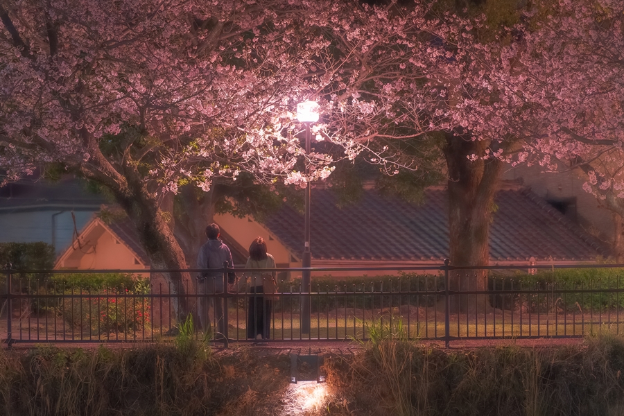 甲突川の夜桜の様子