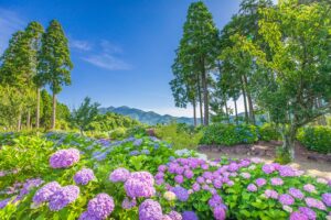 石神原公園展望所の紫陽花
