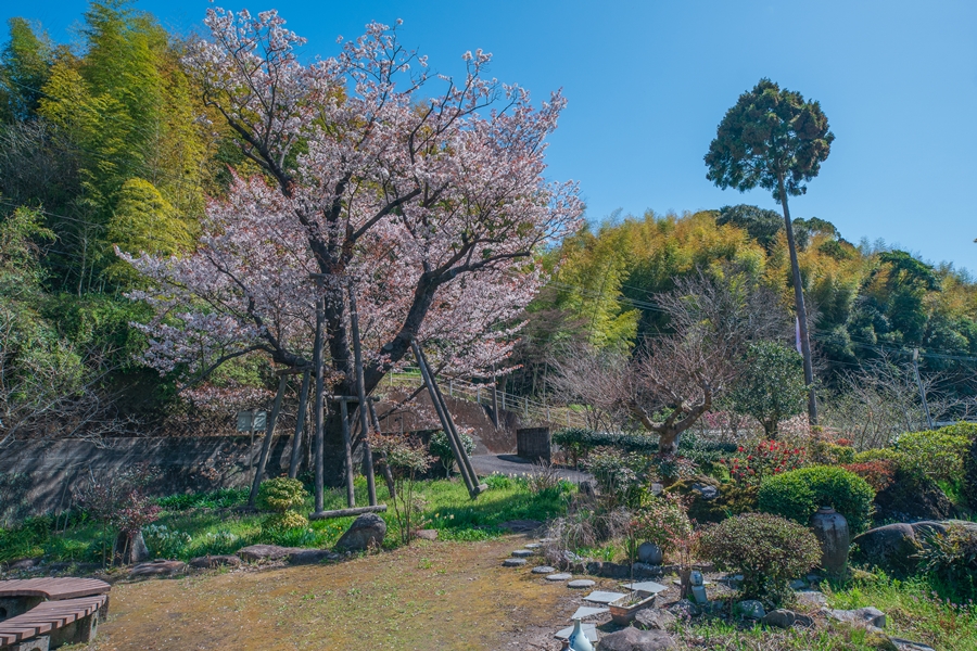 三重野の山桜と大木に包まれた観音様を訪ねて