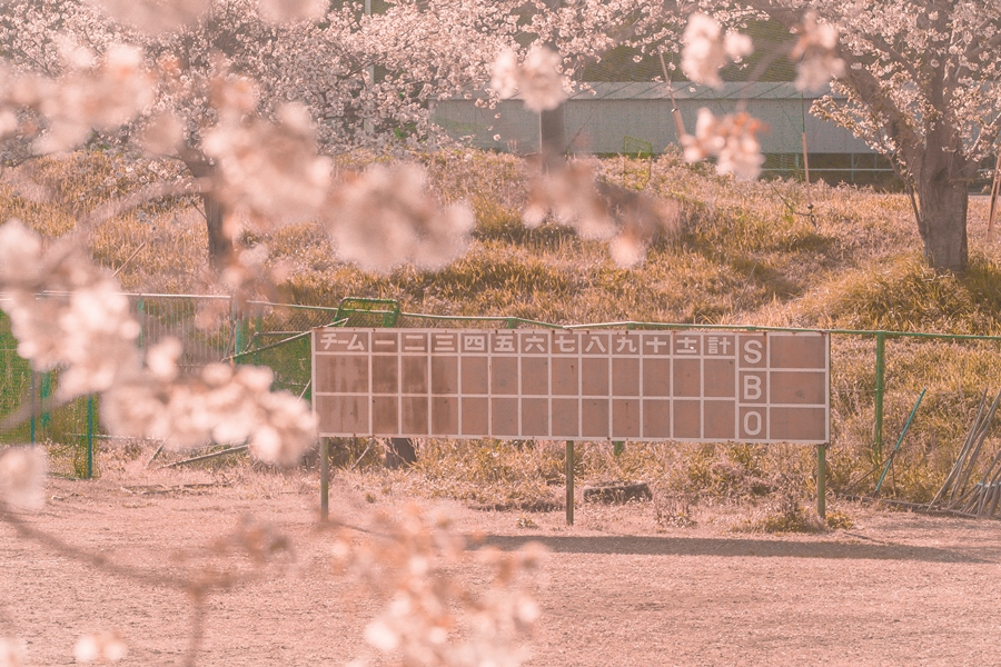 鹿児島国際大学の桜の様子