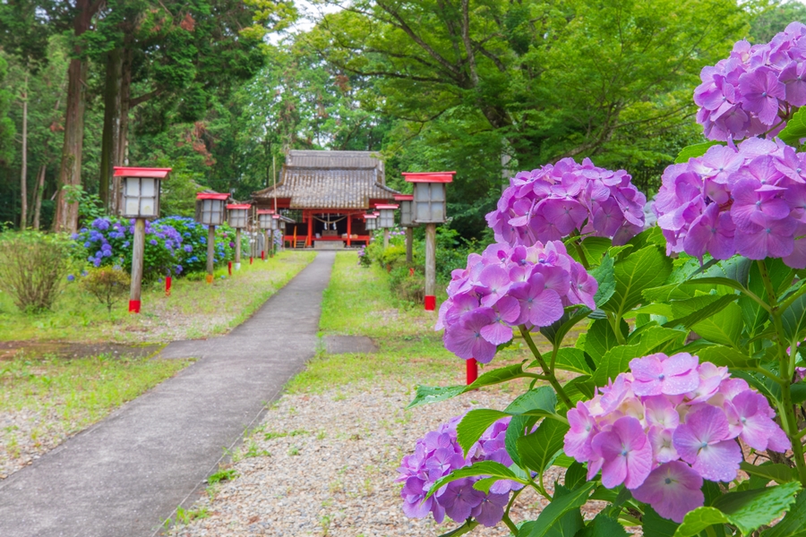 参道に紫陽花が並ぶ伊佐市大口里の諏訪神社へ