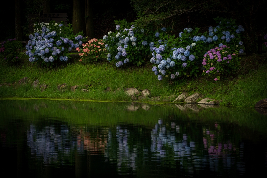 蓬の郷親水公園（普現堂湧水源）の紫陽花