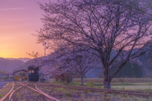 永野鉄道記念館（薩摩永野駅跡）の早朝の桜2024