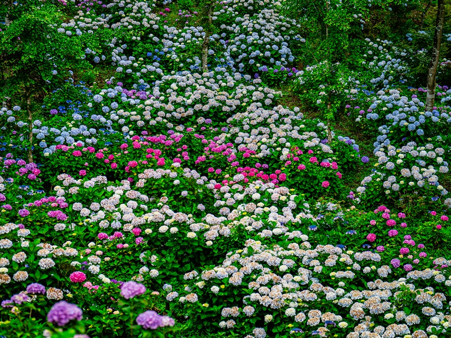 坂の上のあじさい園：平田の里山の紫陽花スポット