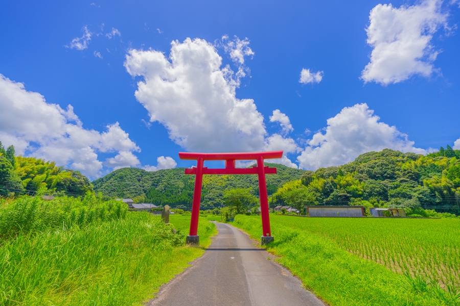 暑さに負けない！夏の田んぼの風景に癒されよう