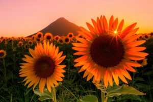 開聞岳とひまわりの風景2024