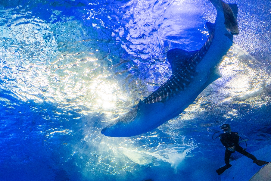 いおワールドかごしま水族館で過ごす夏