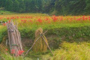日置市吹上町にある上与倉の棚田と上和田ヒガンバナロードにて