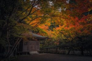 冠岳神社周辺の紅葉2024