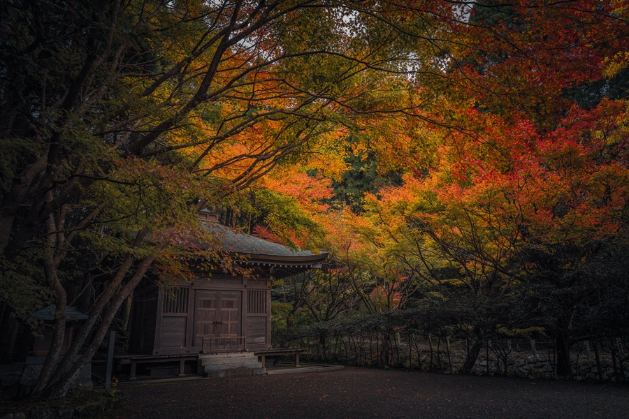 冠岳神社周辺の紅葉2024