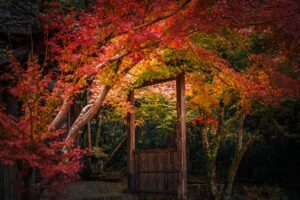 旧郡山町にある川田神社（大川寺跡）の紅葉