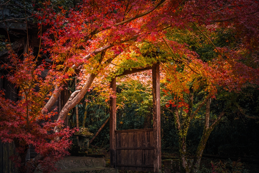 旧郡山町にある川田神社（大川寺跡）の紅葉