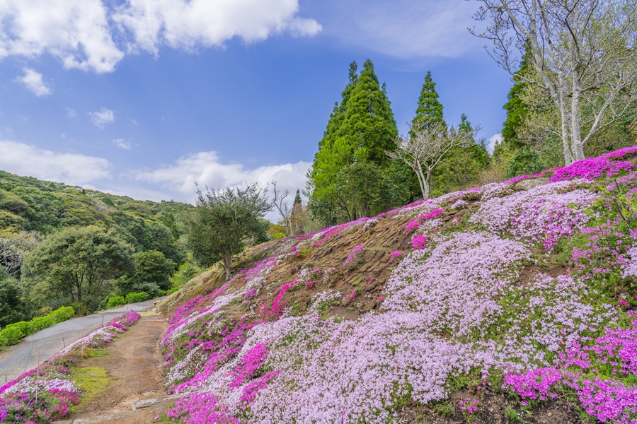 癒しろの杜 桂花園さんの芝桜が今年も綺麗でした