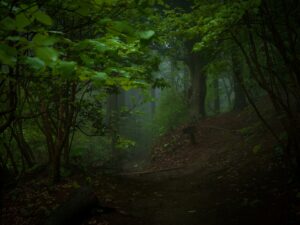 雨の日こそ実はおすすめ！癒しろの杜 桂花園さん で過ごす時間