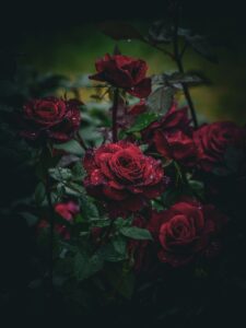 雨の日の錦江湾公園のバラ散策