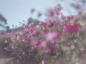 鹿児島市都市農業センターのコスモス畑とその魅力について